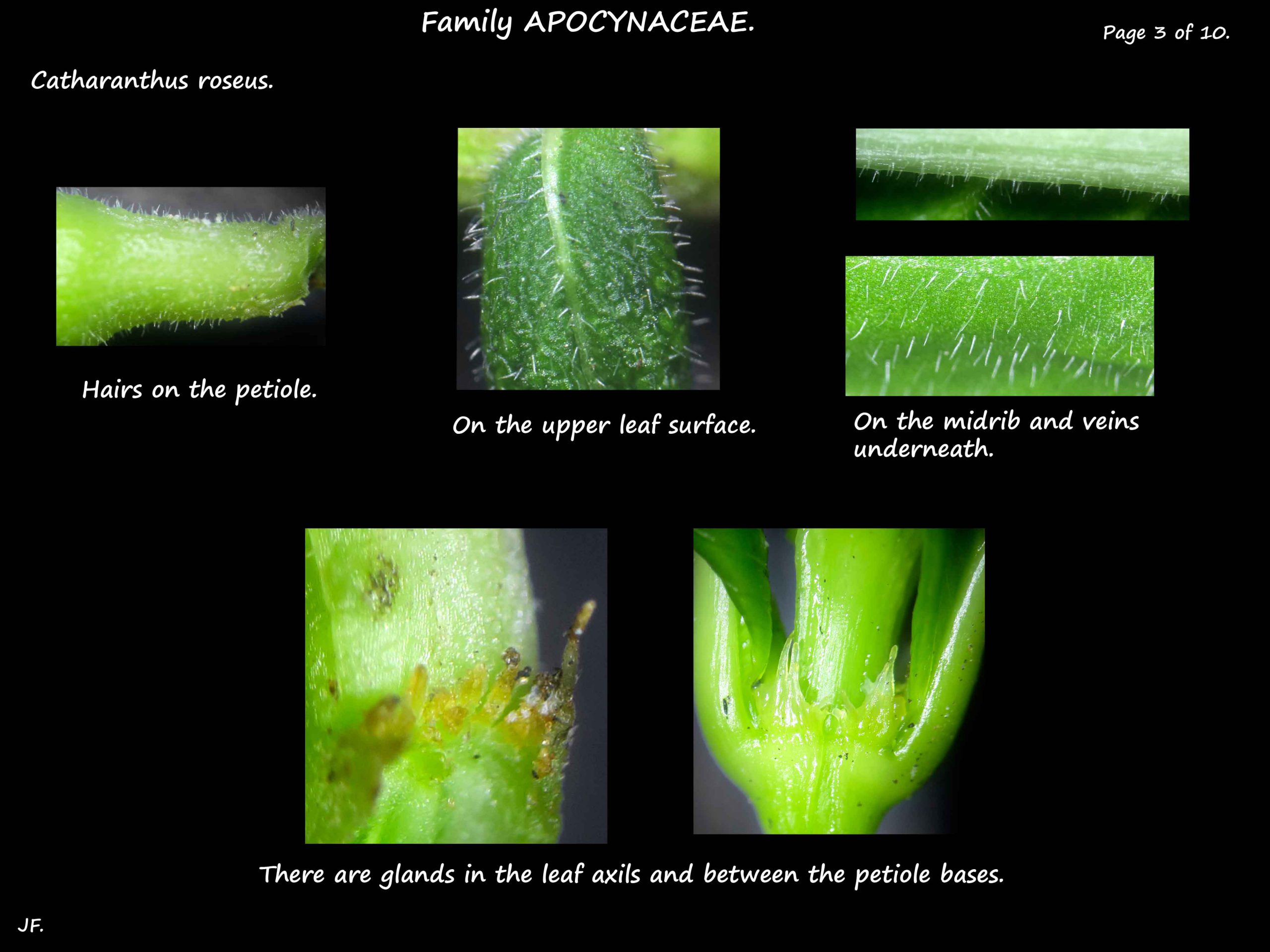 3 Catharanthus glands & hairs